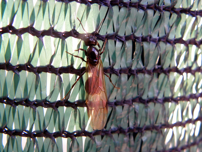 6 imenotteri (2 Mutillidae e 4 Formicidae sessuati)